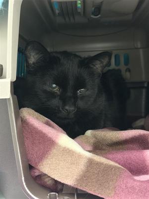 Graham, adult, available for adoption