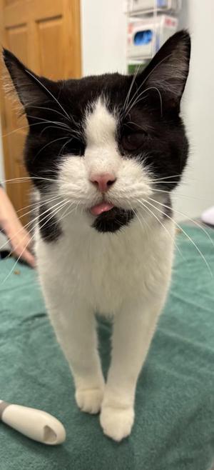 Jaws, senior, available for adoption