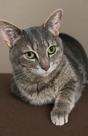 A gray tabby cat with green eyes lying on a brown surface