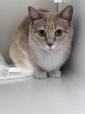 A light brown and white cat with large, attentive eyes is sitting and looking directly at the camera.