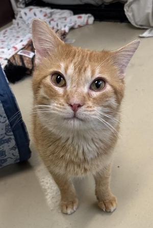 An orange tabby cat looking directly at the camera with its head tilted slightly.