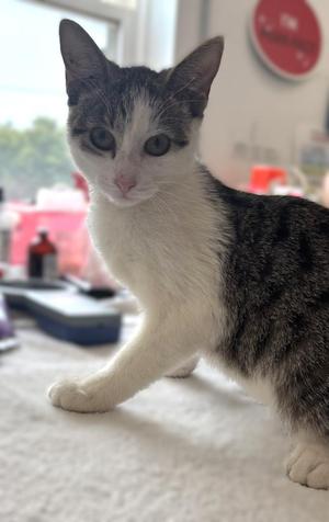 Hawaii, young, available for adoption