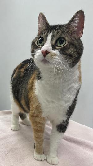 A calico cat with white, black, and orange patches, standing and looking upwards.