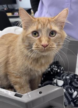 Beetle, young, available for adoption