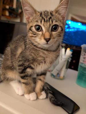 Fruity Pebbles, available for adoption