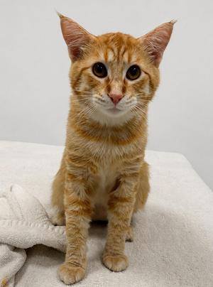 Tars, young, available for adoption