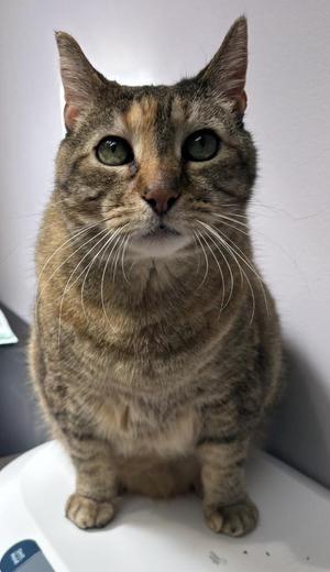 Lily, senior, available for adoption