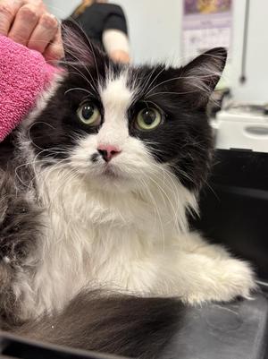 Cheyenne, senior, available for adoption