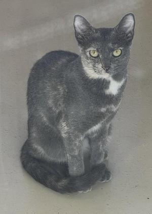 A grey tortoiseshell cat with yellow-green eyes sits facing forward.