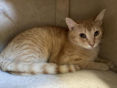 Saturday, young, available for adoption