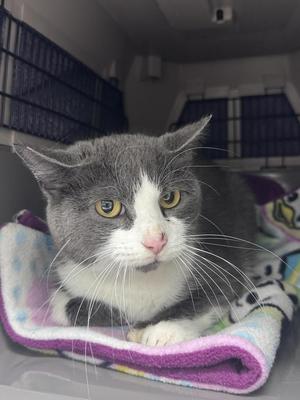 London Fog, young, available for adoption