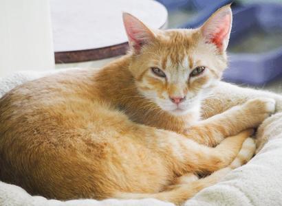 Monday, adult, available for adoption