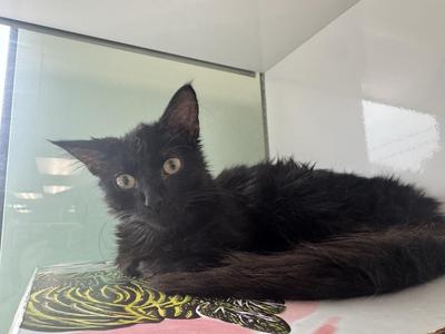 Morocco, young, available for adoption