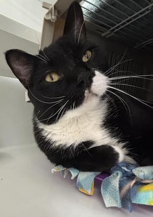 Big Guy, adult, available for adoption