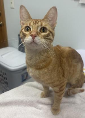 Fernanda, young, available for adoption