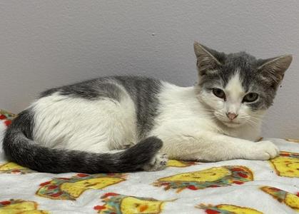 Mali, available for adoption