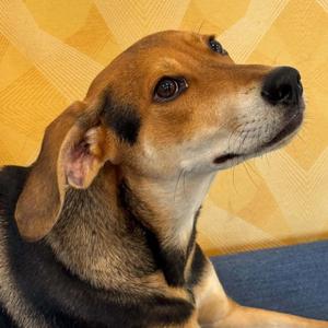 Dennis, Hound, puppy, available for adoption