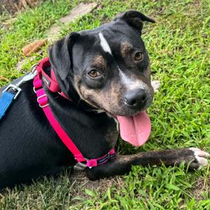 Xena, Terrier, young, available for adoption