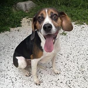 Diesel, Beagle, adult, available for adoption