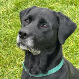 Ozzy, Labrador Retriever, adult, available for adoption