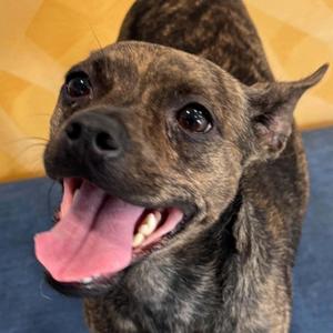 Deja, Terrier, young, available for adoption