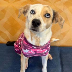 Sally, Australian Shepherd, young, available for adoption