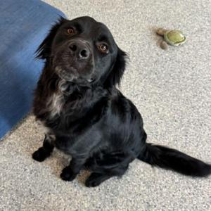Oreo, Flat-Coated Retriever, young, available for adoption