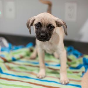 Mexican Pizza, Pug, puppy, available for adoption