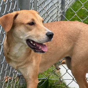 Sarah, Labrador Retriever, puppy, available for adoption