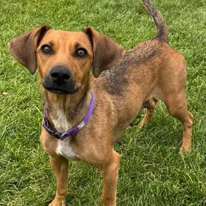 A brown dog with floppy ears and a purple collar standing on grass.