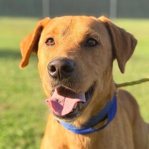 Augustus, Labrador Retriever, adult, available for adoption