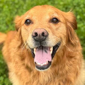 Denaka, Golden Retriever, adult, available for adoption