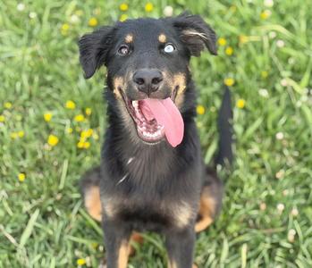 LUPE, Australian Shepherd, young, available for adoption