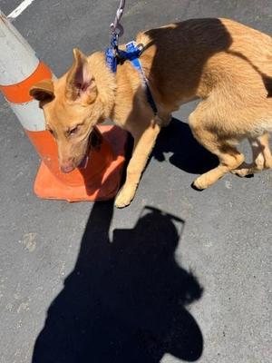 GERMANY, German Shepherd Dog, puppy, available for adoption