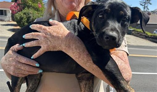 MEGARA, Pit Bull Terrier / Dutch Shepherd, puppy, available for adoption