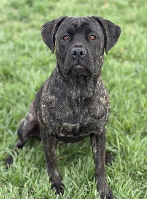 ESSIE, Cane Corso Mastiff, adult, available for adoption