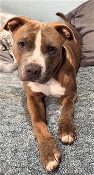 CHIP, Pit Bull Terrier, adult, available for adoption