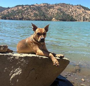 SAMUEL, Pit Bull Terrier / German Shepherd Dog, young, available for adoption