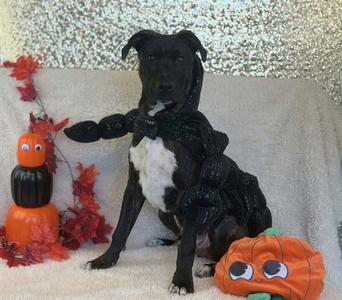 ATTICUS, Pit Bull Terrier, young, available for adoption