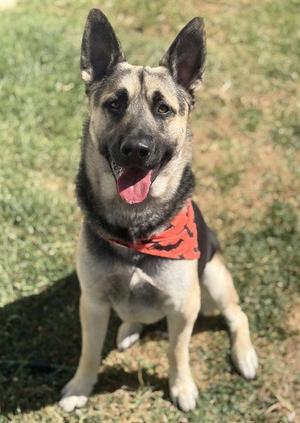 HAROLD, German Shepherd Dog, adult, available for adoption