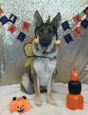 GEMMA, German Shepherd Dog, young, available for adoption