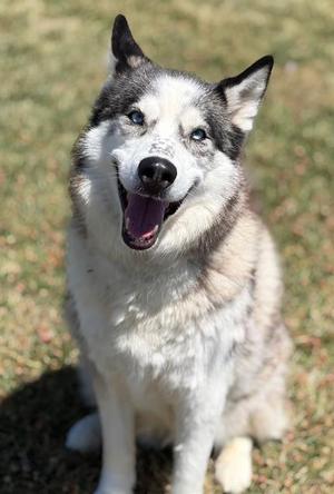 BONNIE, Siberian Husky, adult, available for adoption