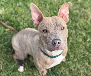 MELODY, Pit Bull Terrier, young, available for adoption