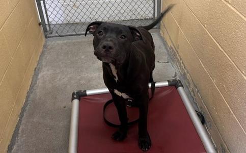 MAX, Pit Bull Terrier, young, available for adoption