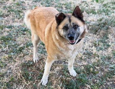 ANGEL, German Shepherd Dog, senior, available for adoption