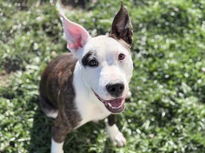 PERCY, Bull Terrier, young, available for adoption