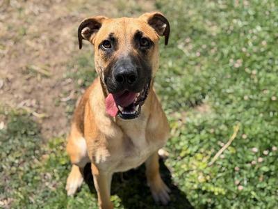 BUSTER, Pit Bull Terrier, young, available for adoption