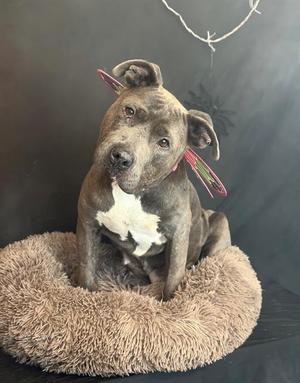 A gray and white dog sitting in a fluffy brown dog bed.