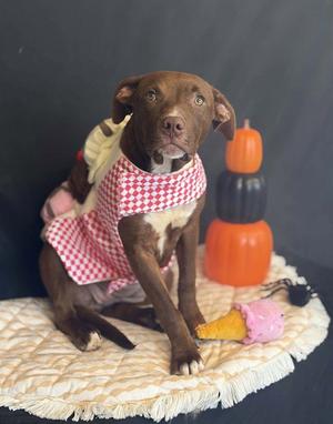HOT FUDGE, Pit Bull Terrier, young, available for adoption