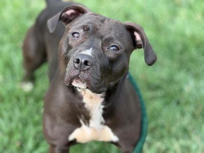 ROSIE, Pit Bull Terrier, adult, available for adoption